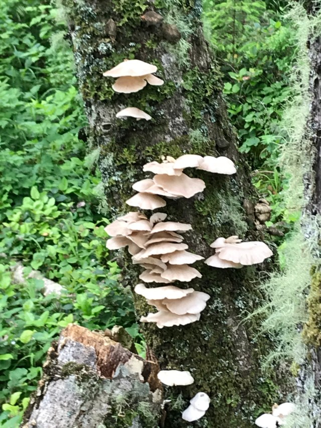 B207308B-A91E-4004-A354-5E4F259A7238