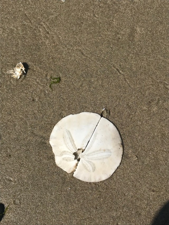 E4C5B8DB-DFD1-42A5-B0BD-10C726055570